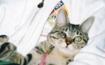 谷田家にゃん日誌 vol.10 ～侮ってはいけない、猫かぜ～  動物病院 