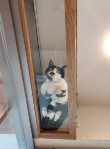 スタッフブログ 動物病院 京都 ねこの病院