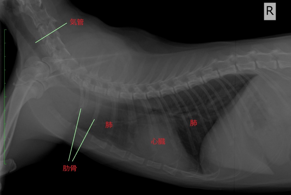 スタッフブログ  動物病院 京都 ねこの病院 - Part 4