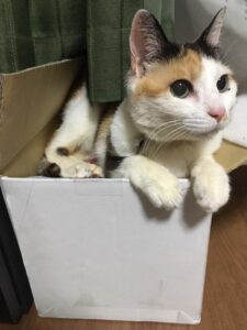 スタッフブログ  動物病院 京都 ねこの病院 - Part 2