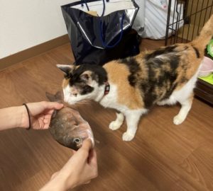 スタッフブログ  動物病院 京都 ねこの病院 - Part 6