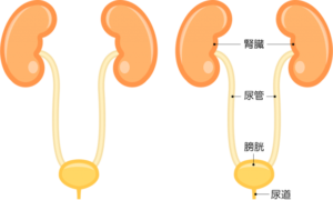 尿管閉塞について  動物病院 京都 ねこの病院