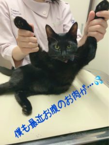 避妊・去勢手術後の食事管理について  動物病院 京都 ねこの病院