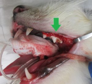 お口が痛い 虫歯かな 動物病院京都ブログ 動物病院 京都 ねこの病院