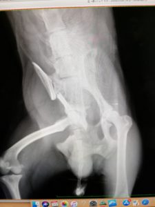 骨盤骨折のレントゲン